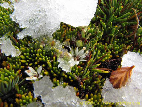 Image of Donatia fascicularis (). Click to enlarge parts of image.