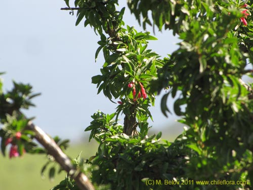 Image of Fuchsia lycioides (Palo de yegua / Palo falso). Click to enlarge parts of image.