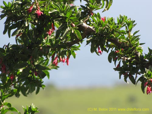 Image of Fuchsia lycioides (Palo de yegua / Palo falso). Click to enlarge parts of image.