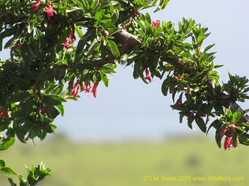 Фотография Fuchsia lycioides (Palo de yegua / Palo falso). Щелкните, чтобы увеличить вырез.