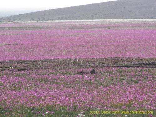 Cistanthe longiscapa的照片