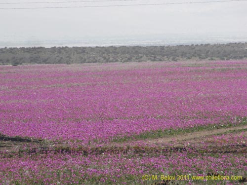 Cistanthe longiscapa的照片