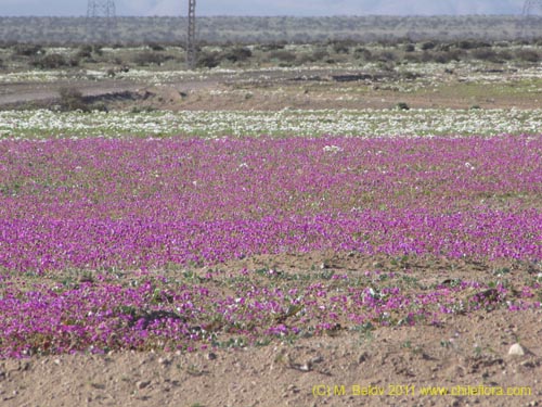 Cistanthe longiscapa的照片