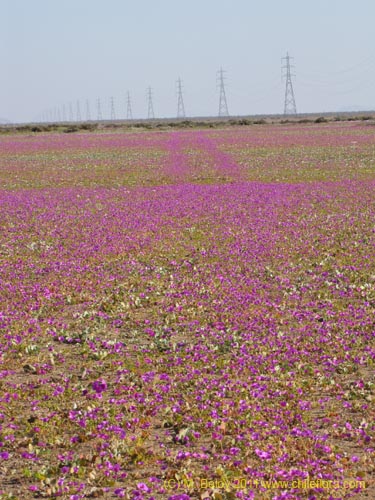 Cistanthe longiscapa的照片