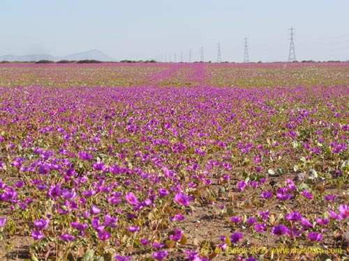 Cistanthe longiscapa的照片