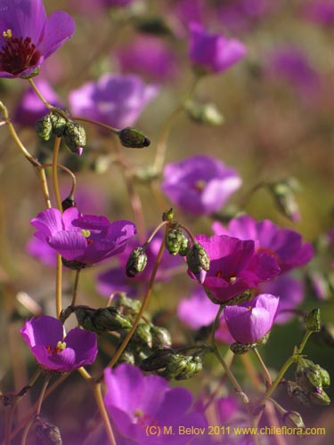 Cistanthe longiscapa的照片