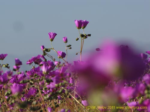 Cistanthe longiscapa的照片