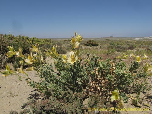 Alstroemeria werdermannii var. flavicans의 사진