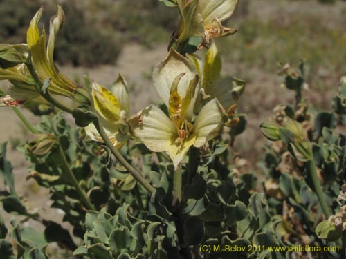 Imágen de Alstroemeria werdermannii var. flavicans (). Haga un clic para aumentar parte de imágen.