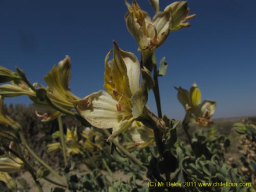 Imágen de Alstroemeria werdermannii var. flavicans (). Haga un clic para aumentar parte de imágen.