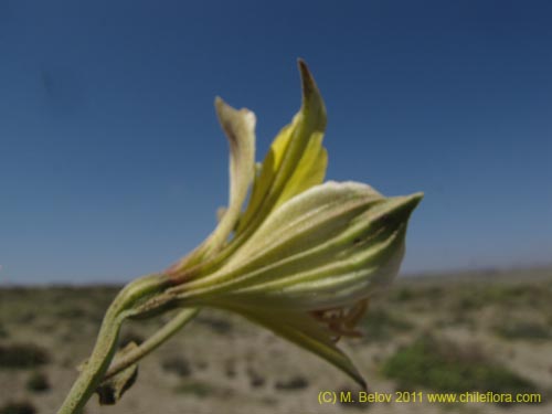 Alstroemeria werdermannii var. flavicans의 사진