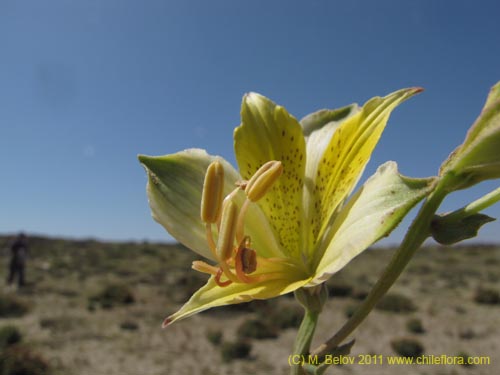 Alstroemeria werdermannii var. flavicans의 사진