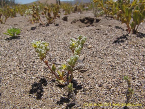 Image of Unidentified Plant sp. #2387 (). Click to enlarge parts of image.