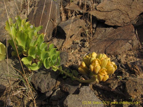 Image of Leontochir ovallei var. luteus (). Click to enlarge parts of image.