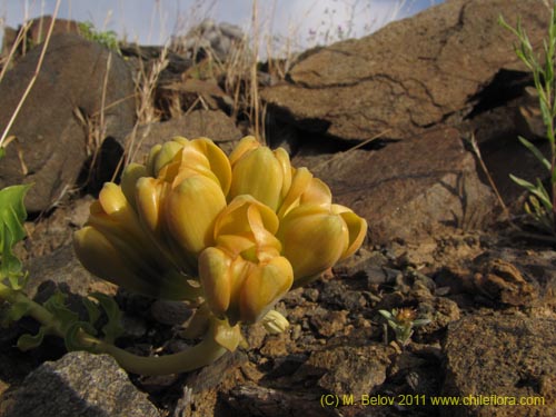 Image of Leontochir ovallei var. luteus (). Click to enlarge parts of image.