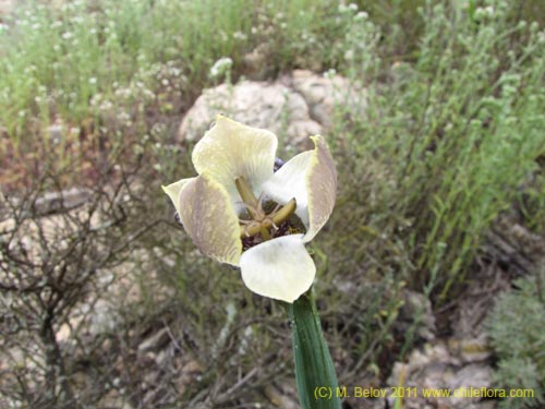 Imágen de Tigridia philippiana (). Haga un clic para aumentar parte de imágen.