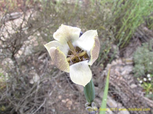 Imágen de Tigridia philippiana (). Haga un clic para aumentar parte de imágen.