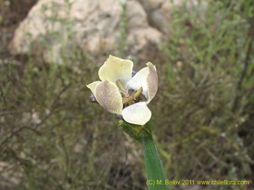 Image of Tigridia philippiana (). Click to enlarge parts of image.