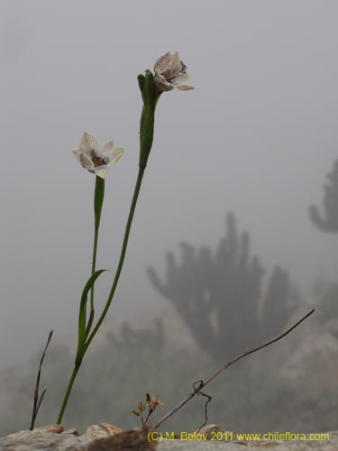 Image of Tigridia philippiana (). Click to enlarge parts of image.