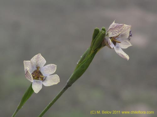 Image of Tigridia philippiana (). Click to enlarge parts of image.