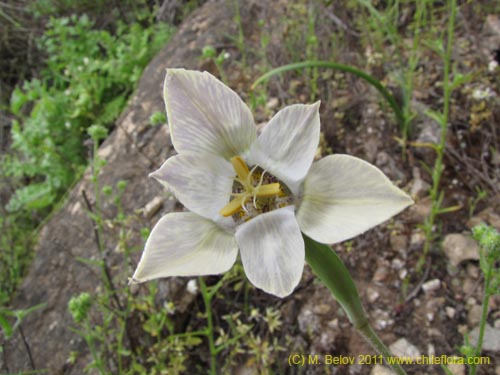 Image of Tigridia philippiana (). Click to enlarge parts of image.