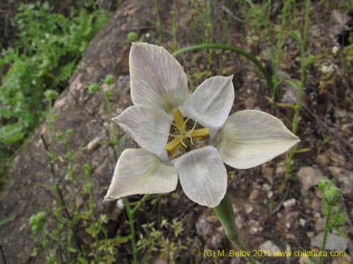 Imágen de Tigridia philippiana (). Haga un clic para aumentar parte de imágen.