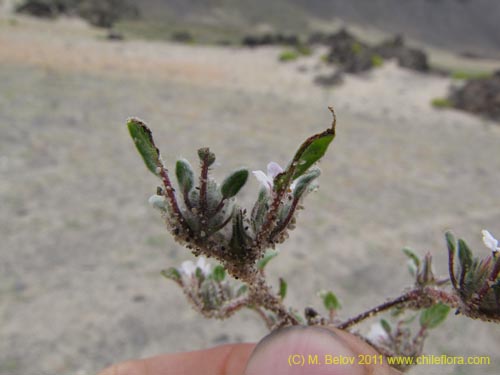 Image of Unidentified Plant sp. #3161 (). Click to enlarge parts of image.