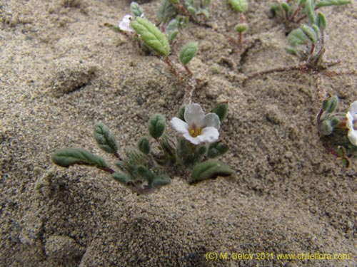 Image of Unidentified Plant sp. #3161 (). Click to enlarge parts of image.