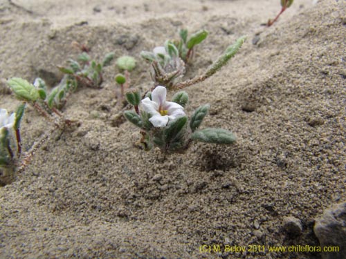 Image of Unidentified Plant sp. #3161 (). Click to enlarge parts of image.