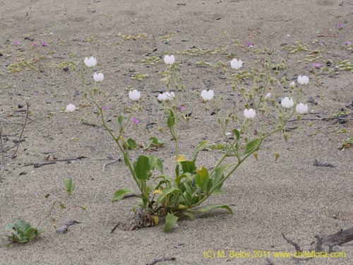 Bild von Cristaria sp. #2268 (). Klicken Sie, um den Ausschnitt zu vergrössern.