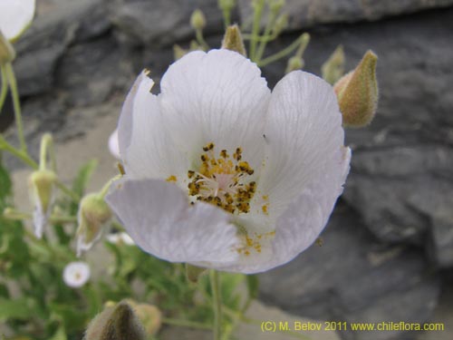 Bild von Cristaria sp. #2268 (). Klicken Sie, um den Ausschnitt zu vergrössern.