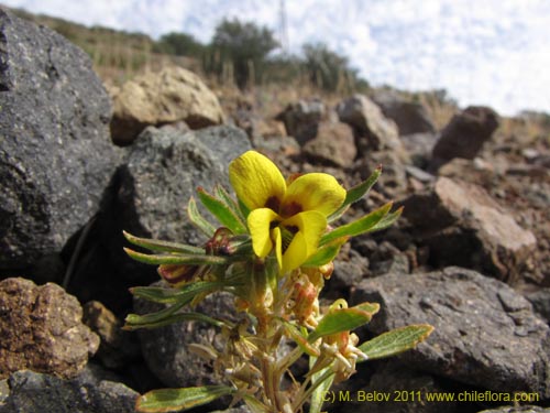 Imágen de Viola aurata (). Haga un clic para aumentar parte de imágen.