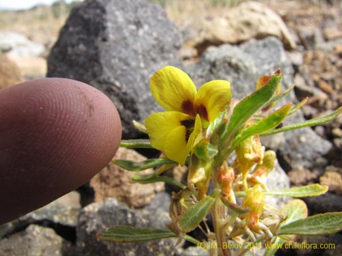 Viola aurata的照片