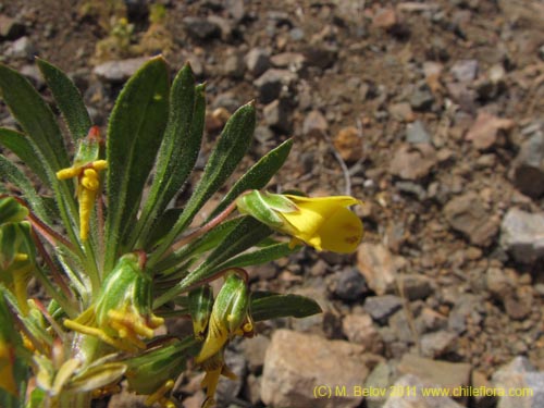 Image of Viola aurata (). Click to enlarge parts of image.