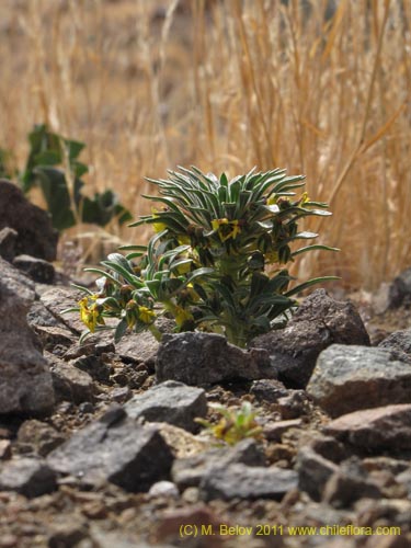 Imágen de Viola aurata (). Haga un clic para aumentar parte de imágen.