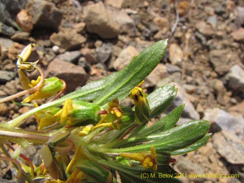 Imágen de Viola aurata (). Haga un clic para aumentar parte de imágen.