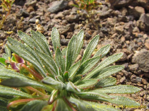 Image of Viola aurata (). Click to enlarge parts of image.