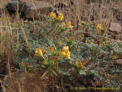 Bild von Argylia sp. #2195 (). Klicken Sie, um den Ausschnitt zu vergrössern.