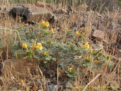 Imágen de Argylia sp. #2195 (). Haga un clic para aumentar parte de imágen.