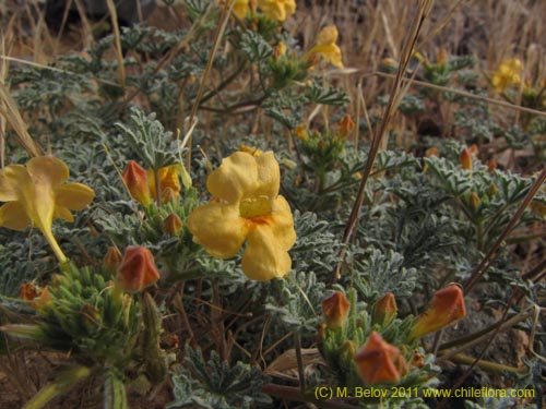 Bild von Argylia sp. #2195 (). Klicken Sie, um den Ausschnitt zu vergrössern.