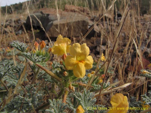 Imágen de Argylia sp. #2195 (). Haga un clic para aumentar parte de imágen.