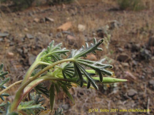 Image of Argylia sp. #2195 (). Click to enlarge parts of image.