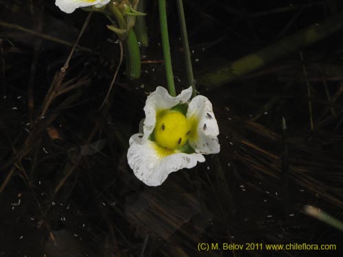 Imágen de Planta no identificada sp. #2263 (). Haga un clic para aumentar parte de imágen.