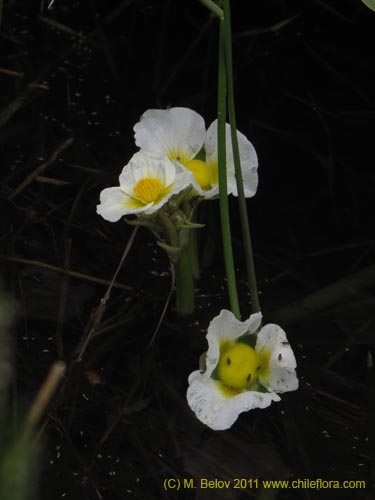 Imágen de Planta no identificada sp. #2263 (). Haga un clic para aumentar parte de imágen.