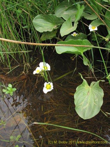 Imágen de Planta no identificada sp. #2263 (). Haga un clic para aumentar parte de imágen.