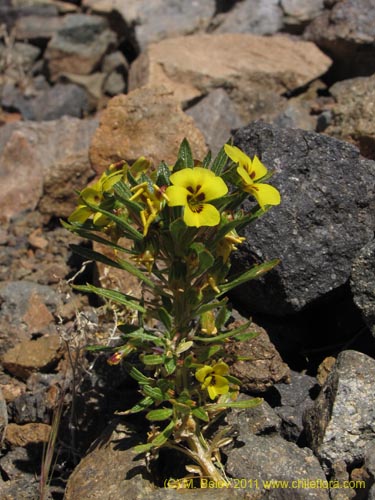 Фотография Viola aurata (). Щелкните, чтобы увеличить вырез.