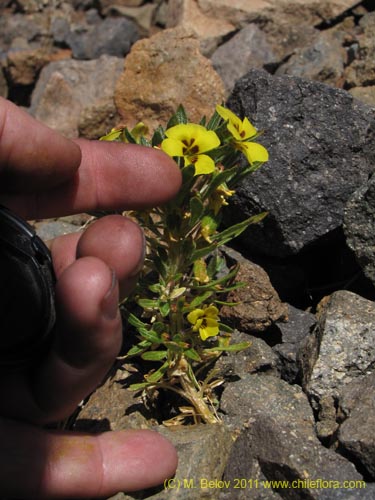 Imágen de Viola aurata (). Haga un clic para aumentar parte de imágen.