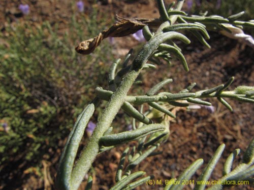 Bild von Nolana sp. #2269 (). Klicken Sie, um den Ausschnitt zu vergrössern.