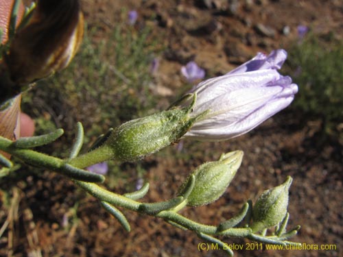 Bild von Nolana sp. #2269 (). Klicken Sie, um den Ausschnitt zu vergrössern.