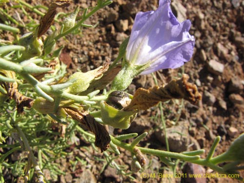 Bild von Nolana sp. #2269 (). Klicken Sie, um den Ausschnitt zu vergrössern.